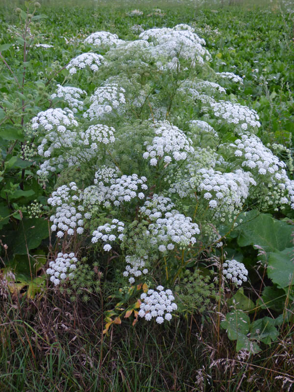 Ammi majus